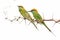 Green Bee-eater Thorn Tree White Background