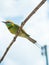 Green bee-eater on the tree branches