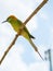 Green bee-eater on the tree branches