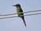 Green Bee-eater on the wire