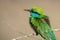 Green Bee Eaters perched on a bracnch in sun Merops orientalis muscatensis