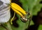 Green bee Euglossa sp pollinating white flower with yellow stamens macro photography os nature