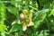 Green bee on yellow sida flower in the wild, closeup