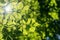 Green beech leafs background