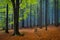 Green beech tree in the autumnal forest