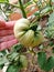 Green beefsteak tomato ripening on the vine