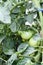 Green Beefsteak Tomatoes