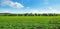 Green beet field and blue sky. Wide photo.