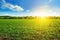 Green beet fields and blue sky