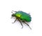 Green beetle