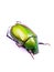 Green beetle