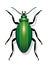 Green Beetle