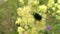 Green beetle Cetonia aurata on flower bloom