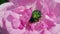 Green Beetle Cetonia Aurata On The Rose Macro Shot