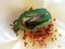 Green Beetle Cetonia Aurata On White Rose Stamens