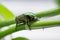 Green beetle crawling on a leaf, macro closeup