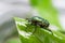 Green beetle crawling on a leaf, macro closeup