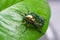 Green beetle crawling on a leaf, macro closeup