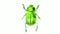 Green Beetle Drawing Time Lapse 2D Animation