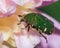 Green beetle feeding on a flower