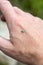 Green beetle going on male hand