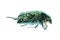 Green beetle insect rose chafer