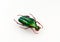 Green beetle isolated on white. Iridescent metallic Chalcothea smaragdina macro close up, collection beetles