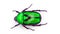 Green beetle isolated on white. Metall green flower beetle Rhomborrhina gigantea Cetoniidae. Collection beetles. Coleoptera.