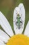 A green beetle on a large daisy in Southampton Old Cemetery