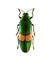 Green beetle with orange line on the wings.