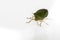 A green Beetle (Palomena Prasina) on white.