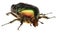 Green beetle. Rose chafer , cetonia aurata