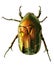 Green beetle. Rose chafer , cetonia aurata