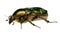 Green beetle. Rose chafer , cetonia aurata