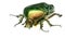 Green beetle. Rose chafer , cetonia aurata