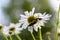 A green beetle sits on a white daisy flower.