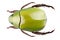 Green beetle species Anomala dimidiata