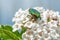 Green beetle on viburnum flower