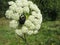 Green beetle on white flower close-up