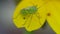 Green beetle on a yellow flower petal