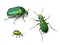 Green beetles