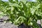 Green beets in the ground,growing sugar beets on the field in agriculture