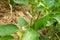 Green bell pepper bush during the beginning of flowering. A bloom pepper plant with white flowers and green leaves for