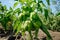 Green bell pepper hanging on tree in the plantation.Sweet pepper plant ,paprika