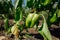 Green bell pepper hanging on tree in the plantation.Sweet pepper plant ,paprika