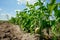 Green bell pepper hanging on tree in the plantation.Sweet pepper plant ,paprika