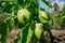 Green bell pepper hanging on tree in the plantation.Sweet pepper plant ,paprika