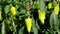 Green bell pepper plant in a vegetable garden