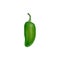 Green bell pepper vector natural vegetable plant