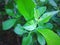 The green beluntas leaves with green background of leaves